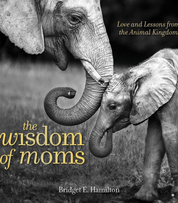 The Wisdom of Moms: Love and Lessons From the Animal Kingdom by Hamilton, Bridget E.-Hardcover